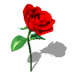 rose_021