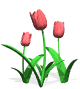 tulips_pink_md_wht.gif