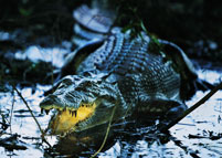 Coccodrillo