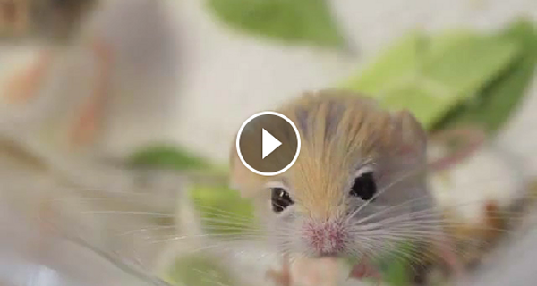 VIDEO Baluchistan Pygmy Jerboa [VIDEO