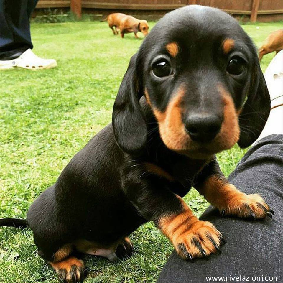 12801629_1137278569636126_6925984269849094919_n