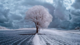 Gli stupefacenti alberi a infrarossi del fotografo Przemyslaw Kruk