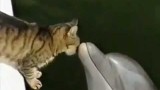 La storia d’amore tra un gatto e un delfino