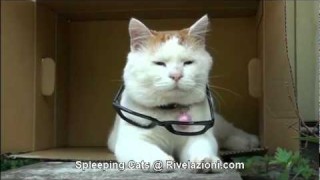 SLEEPING CATS – video molto divertente