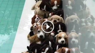 Quanti beagle veri ci sono in questo video?