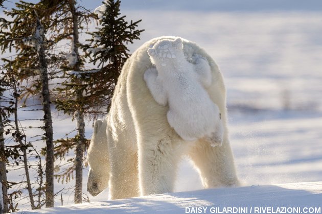 orso polare vede la neve per la prima volta