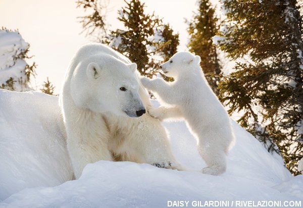 orso polare vede la neve per la prima volta