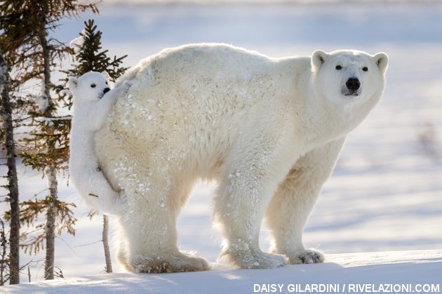 orso polare vede la neve per la prima volta