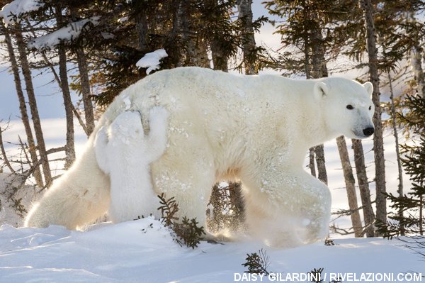 orso polare vede la neve per la prima volta