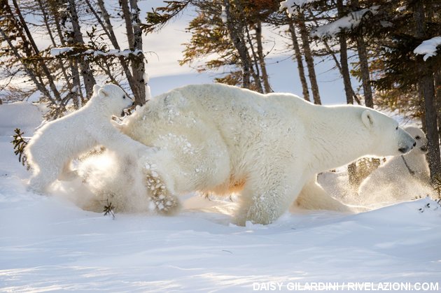 orso polare vede la neve per la prima volta