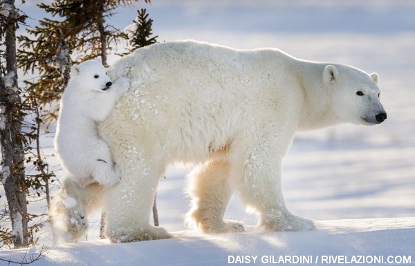 orso polare vede la neve per la prima volta