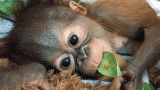 Asoka, il piccolo orango orfano trovato in lacrime nella foresta, è salvo