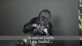 Il messaggio all’umanità del gorilla Koko