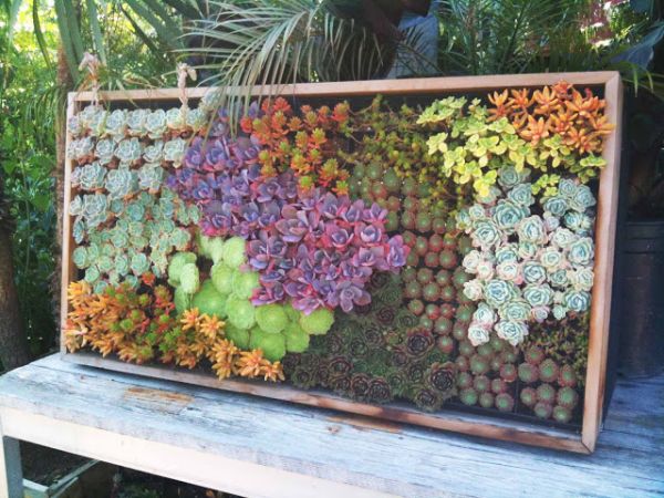 Combine-different-colors-of-succulents-to-get-a-more-vibrant-look