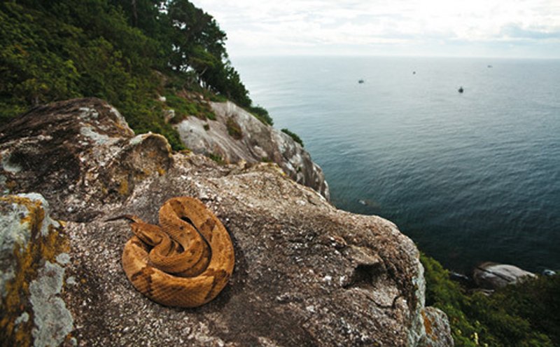 Ilha-da-Queimada-Grande-snake-island