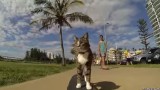 L’unico gatto al mondo che va sullo skateboard!