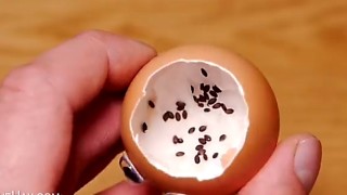 Metti dei semi in un guscio d’uovo, il risultato è bellissimo!