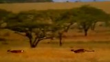 Una gazzella è inseguita da un veloce ghepardo, ma quello che accade è sorprendente!