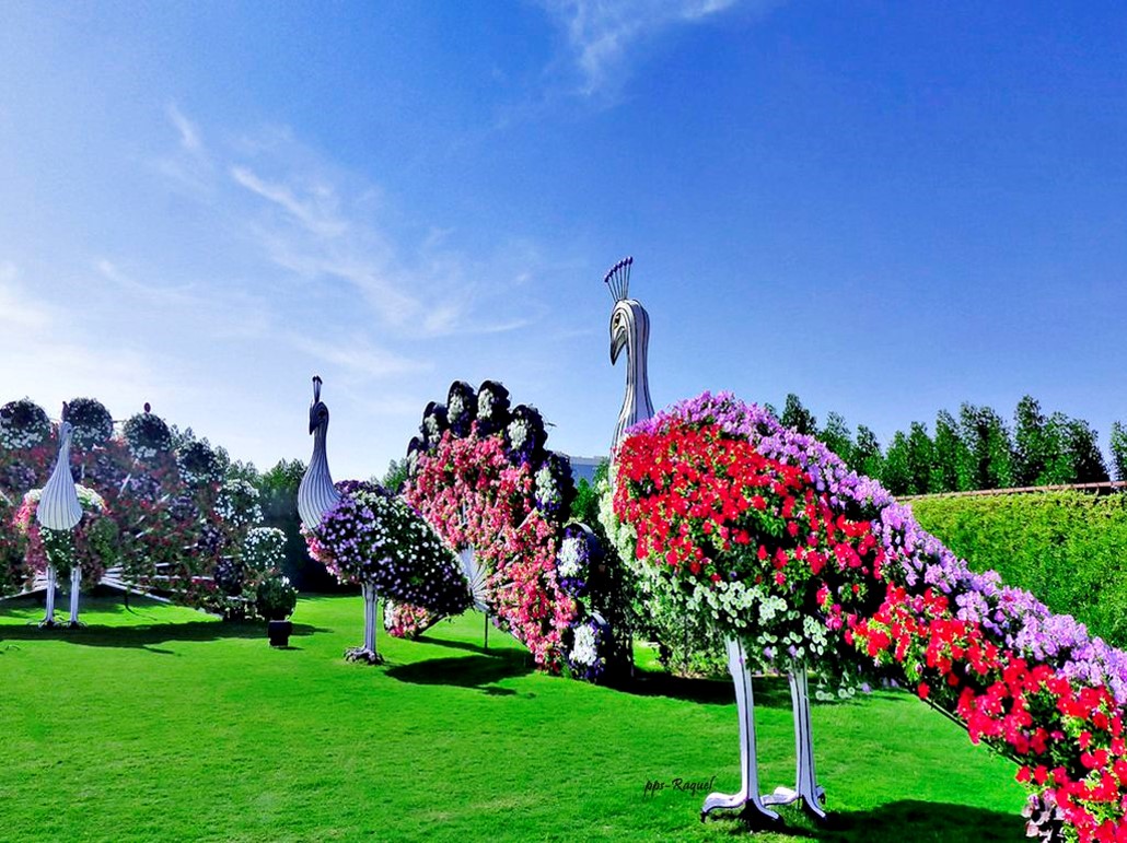 Miracle Garden Dubai