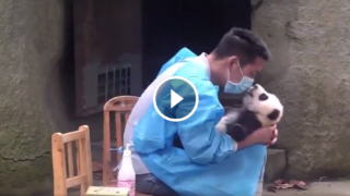 Il baciatore di Panda: e’ un duro lavoro, ma qualcuno deve pur farlo.
