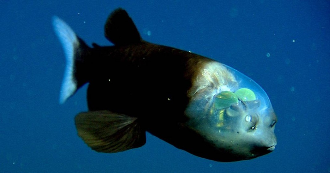 Microstoma-Macropinna-1068x561