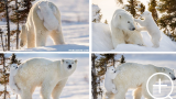 Cucciolo di orso polare si aggrappa alla mamma durante la sua prima volta sulla neve
