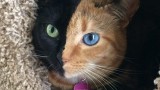Venus, il gatto bicolore, è un vero mistero della natura