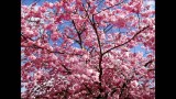 Air – Cherry blossom girl