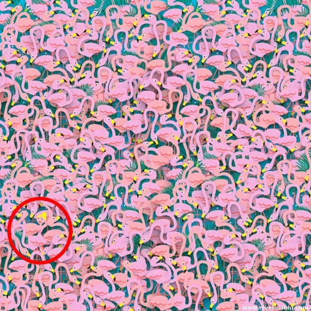 ballerina-tra-i-fenicotteri-sol