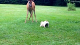 Un cucciolo di cane incontra un giovane cervo selvatico e iniziano a rincorrersi come vecchi amici. Un video meraviglioso.