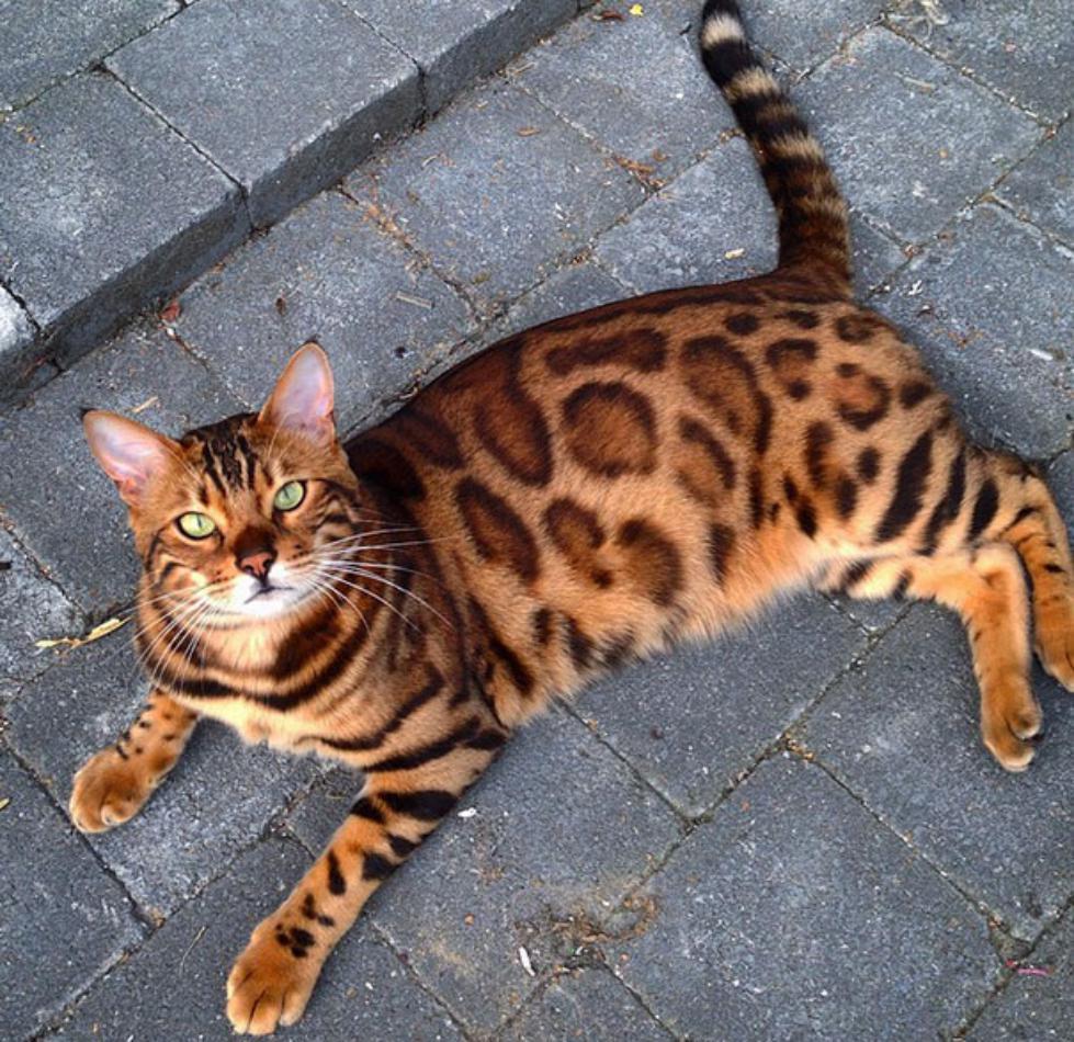bengal-cat-spots-fur-thor-6