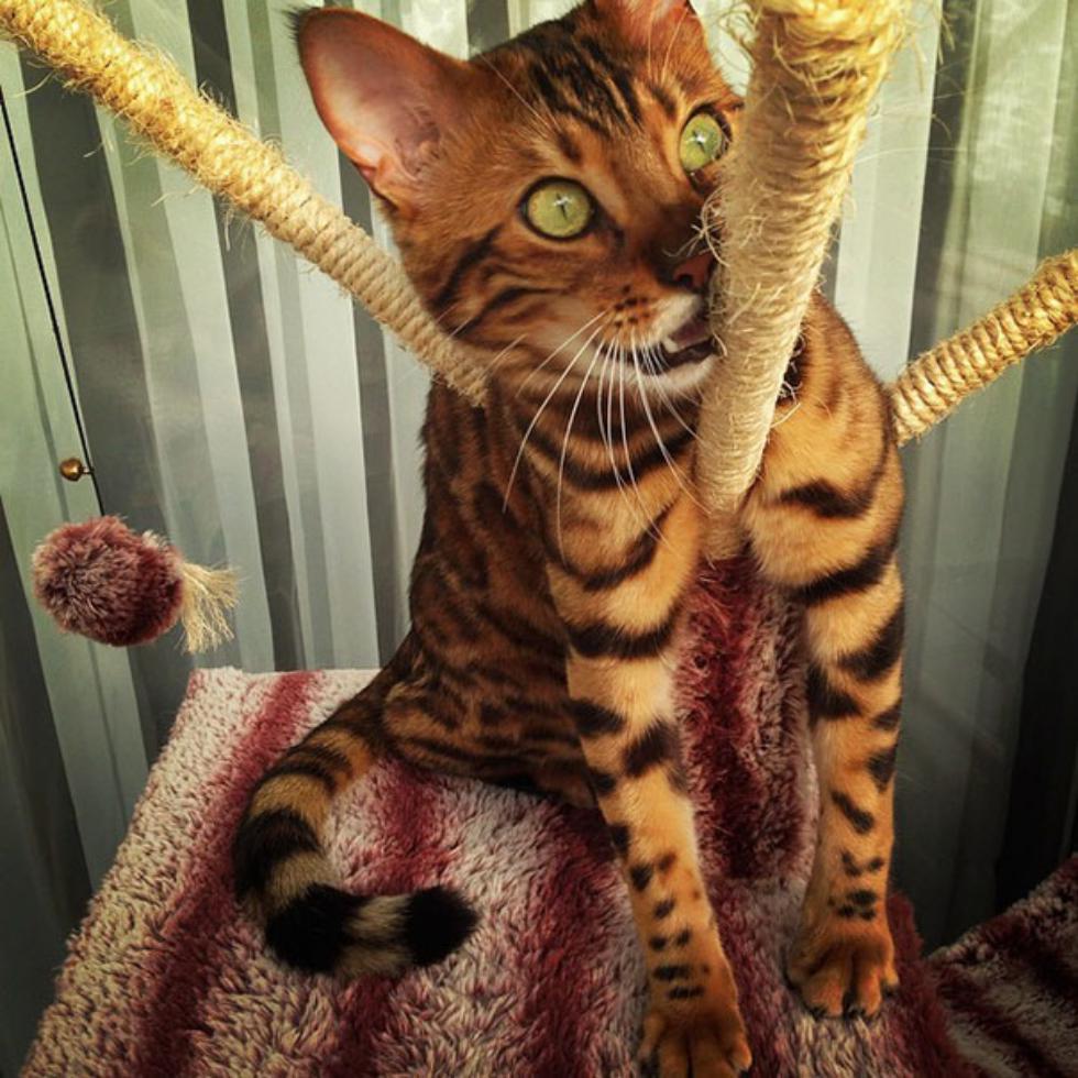 bengal-cat-spots-fur-thor-7