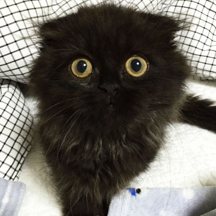 big-cute-eyes-cat-black-scottish-fold-gimo-1room1cat-251