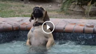 La reazione del cane che prova per la prima volta la vasca idromassaggio è spettacolare!