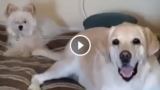 Questo cane ti farà ridere a crepapelle… Quale dei due? Guarda il video e lo scoprirai :-) 