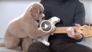 Questo cagnolino ha un talento per la musica.  Ecco come accompagna alla chitarra il suo amico