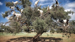 In Marocco le capre crescono sugli alberi?