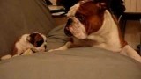 Cucciolo di Bulldog Inglese incontra il suo papà per la prima volta