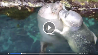 Fiocco azzurro all’acquario di Genova, è nato un cucciolo di foca