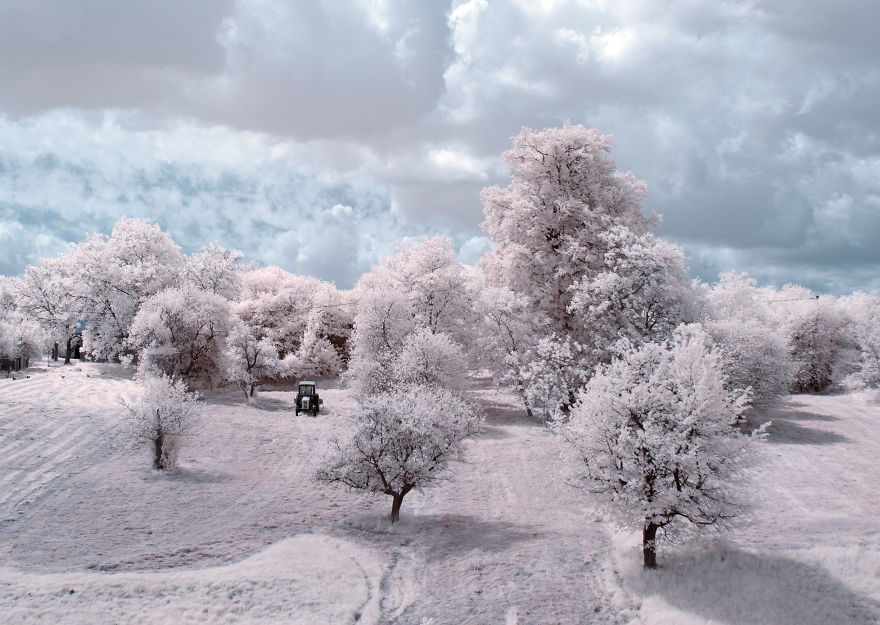 darlin_the-majestic-beauty-of-trees-captured-in-infrared-photography-3__880