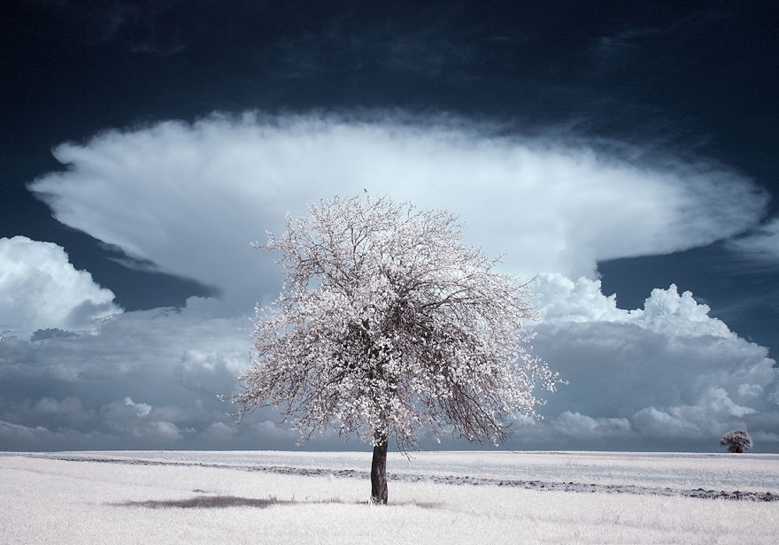 darlin_the-majestic-beauty-of-trees-captured-in-infrared-photography-4__880