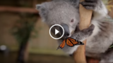 La farfalla dispettosa sul naso del Koala sta facendo divertire mezzo mondo