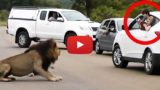 Il leone mostra ai turisti perché é meglio stare in auto.