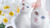 Vi presento Iriss e Abyss, le gatte gemelle più belle del mondo