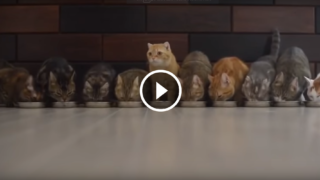 Compilation di gatti super divertenti