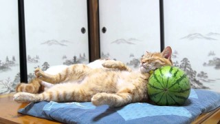 Gatto che dorme sull’anguria |VIDEO