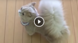 Il gattino con la coda da scoiattolo