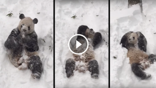 Questo panda che gioca con la neve mette buon umore!