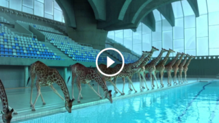 Se pensi che una giraffa non possa tuffarsi in una piscina, non hai abbastanza immaginazione…