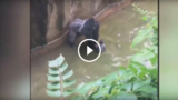 Gorilla ucciso in uno ‪zoo‬ per salvare un bimbo caduto nel suo recinto